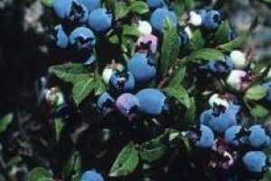 کاشت بوته های بلوبری برای گرده افشانی متقاطع